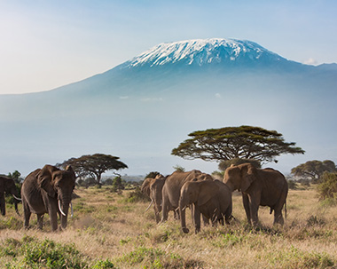 a herd of elephants on a savannah with Mt Kilimanjaro in the background
