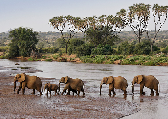 a herd of elephants crossing a river in a safari game reserve 