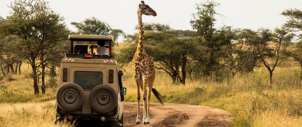 a safari car sitting next to a wild giraffe in a game reserve