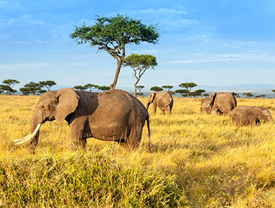 four elephants in a savannah in Maasai Mara National Park