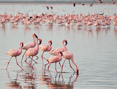 a flock of flamingoes in Lake Nakuru