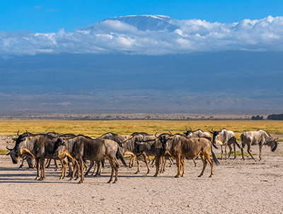 a herd of wildebeest against the backdrop of Kilimanjaro at Amboseli National Park