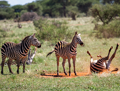 three zebra at Tsavo National Park, one rolling around in sand