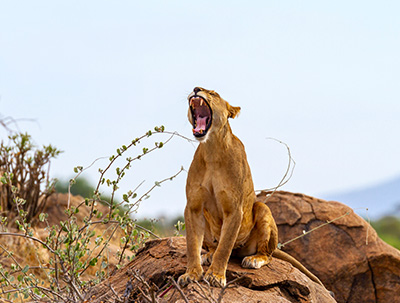 a lioness standing on a rock at Samburu National Reserve and yawning