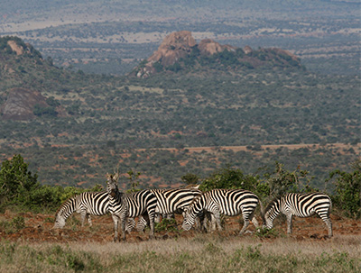 a herd of zebra with the Laikipia Plateau in the background