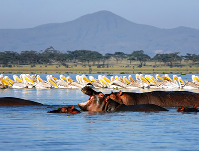 a group of hippos and pelicans in the waters of Lake Naivasha