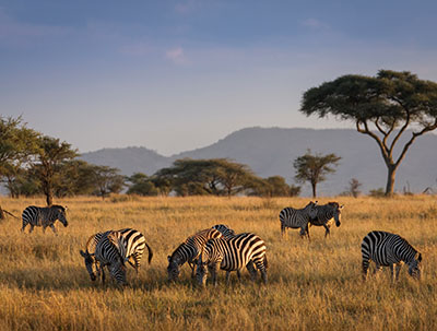 a herd of zebra grazing in the sunrise in the Serengeti National Park