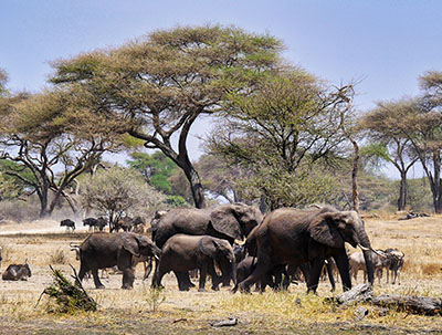 a herd of elephants in Tarangire National Park