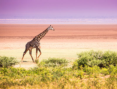 a giraffe walking along the sands of Lake Manyara national park