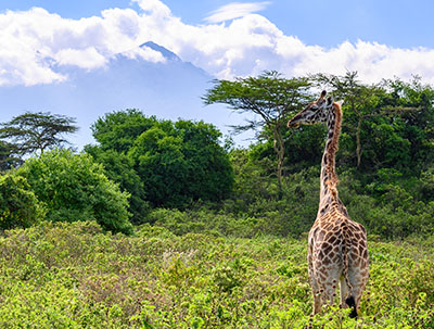a giraffe standing in shrubbery in Arusha National Park with mountains in the clouds
