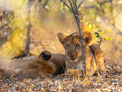two lion cubs resting in Selous Game Reserve