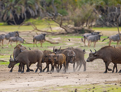 Herd of African Buffalo in Ruaha National Park