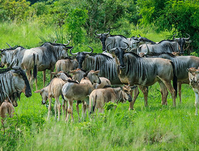 a group of wildebeest grazing in the grasses of Mikumi National Park