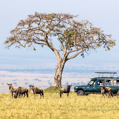 tourists in a safari vehicle watch white-bearded wildebeest in the Masai Mara, Kenya