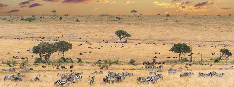 a herd of zebra grazing on the savannah plains at dusk in Maasai Mara National Reserve