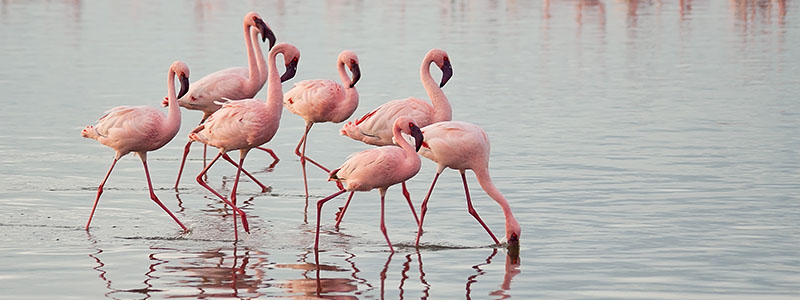 a flamboyance of flamingos foraging through Lake Nakuru