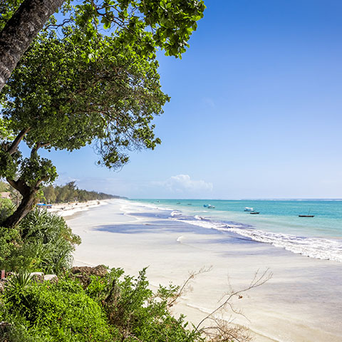 a view of Diani Beach and it's white sands with trees overhanging from the left