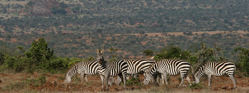 a herd of zebra with Laikipia Plateau in the background