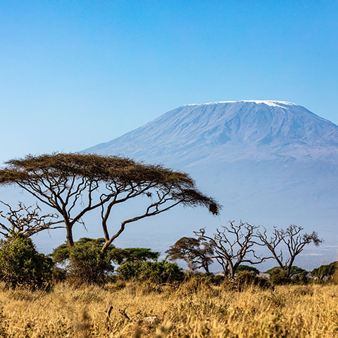 Mt Kilimanjaro behind acacia in Amboseli National Park
