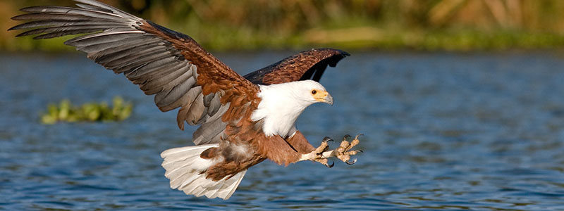 a fish eagle flying over a lake with talons outstretched
