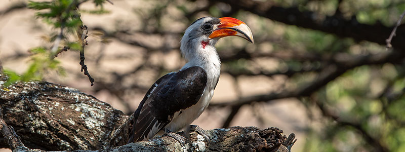 a hornbill sitting on a branch of a tree