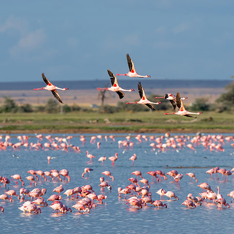 a large flamboyance of flamingos in a lake, with five flying above the lake