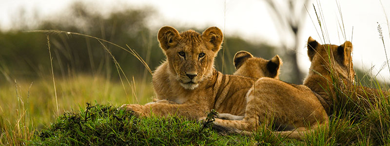 lion cubs sitting on a mound in grassland