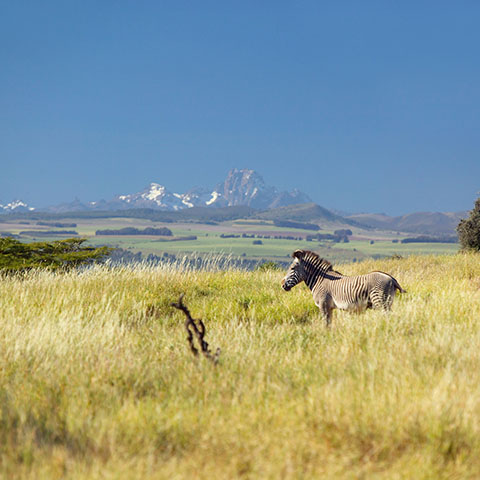 an endangered zebra in a grassland with Mt Kenya in the background