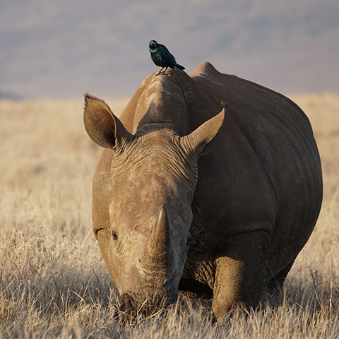 a rhino with a bird perched on its back at Lewa Wildlife Conservancy