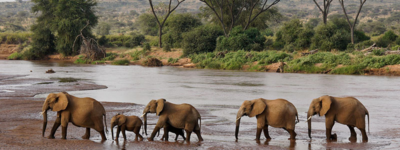 a herd of elephants crossing a shallow river in the Samburu National Reserve