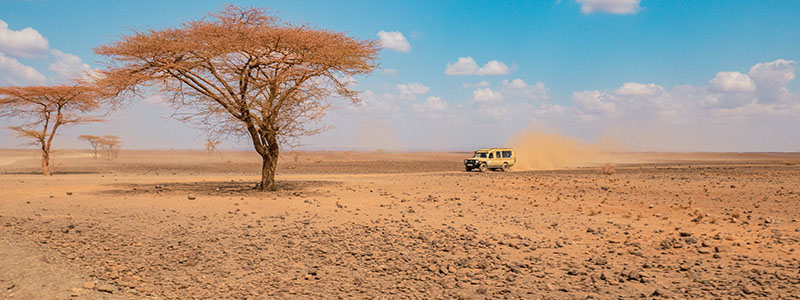 a tourist jeep on a dirt road amidst acacia trees in the Chalbi Desert