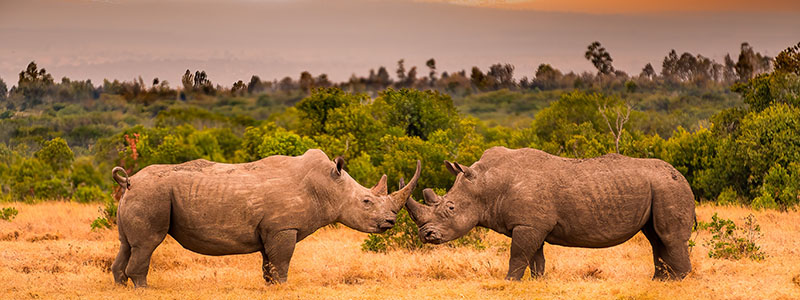 two rhinos touching horns on a savannah in the Ol Pejeta Conservancy