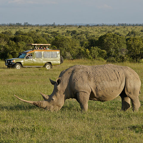 a rhino grazing in grassland with a tourist jeep in the background