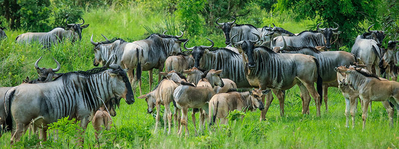 a herd of blue wildebeest standing in a grassland in Mikumi National Park