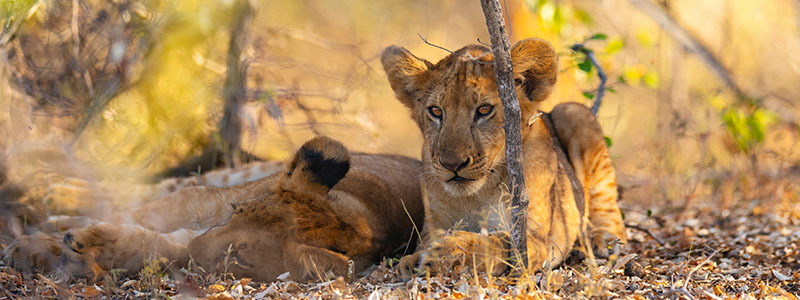 lion cubs resting in the brush in Selous National Park