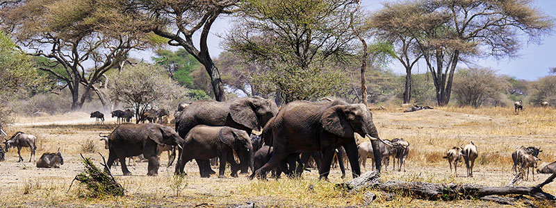 a herd of elephants walking through the savannah in Tarangire National Park