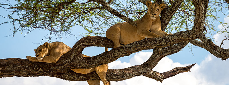 two tree-climbing lions relaxing in the branches of a tree