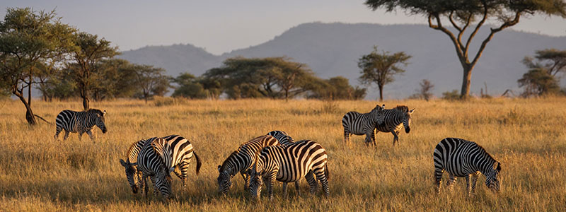 a group of zebras grazing in a savannah in Serengeti National Park