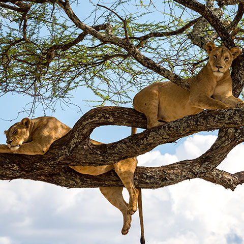 a group of lions relaxing in the branches of a tree