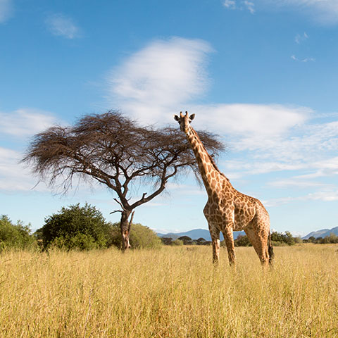 a giraffe standing in the middle of a grassland looking at the camera