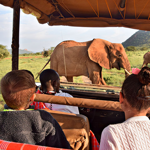 a family safari tour in a jeep watching elephants roam across the plains of a national park