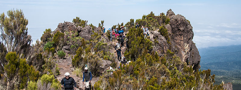 a group of people hiking up On Shira Ridge on Mt Kilimanjaro