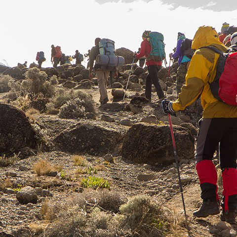 a group of hikers hiking up Mt Kilimanjaro 