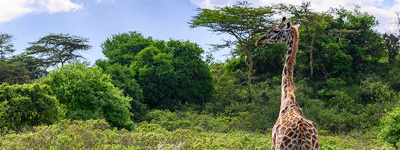 a giraffe standing in the grass and bushes of Arusha National Park