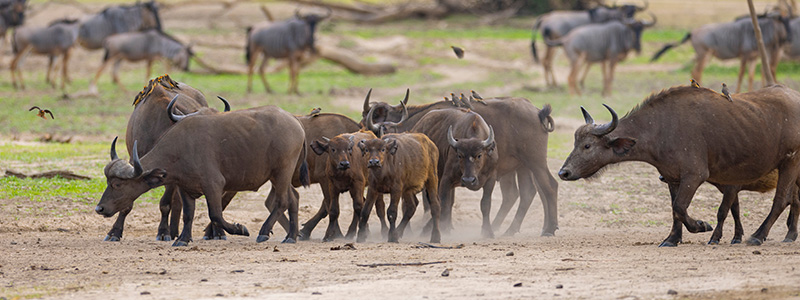 a group of African buffalo in Ruaha Game Reserve
