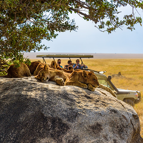 a group of lions resting on a rock of Serengeti National Park with a tourist jeep in the background