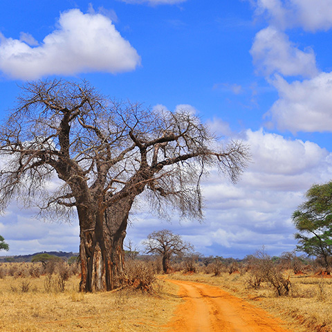 a baobab tree next to a dirt path in Tangiere National Park